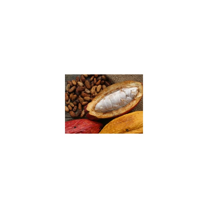 Fève de Cacao Cru Bio 1 kg